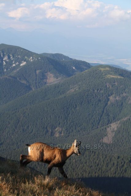 Nízké Tatry a kamzík