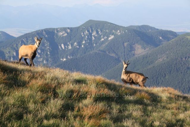 Nízké Tatry