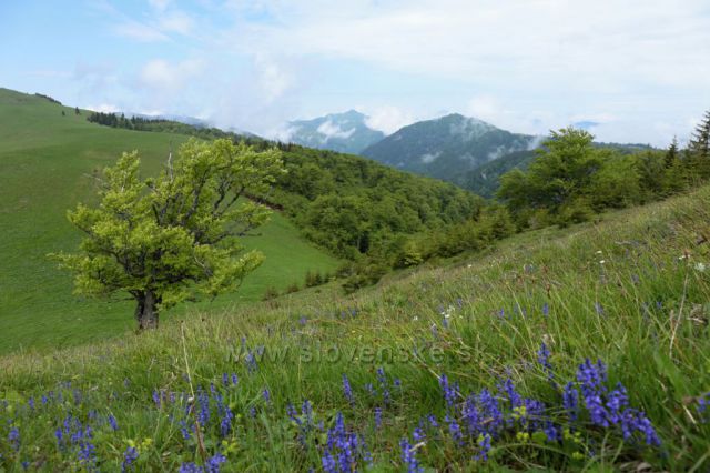 Solitérní buk na loučce na Dvorisku.