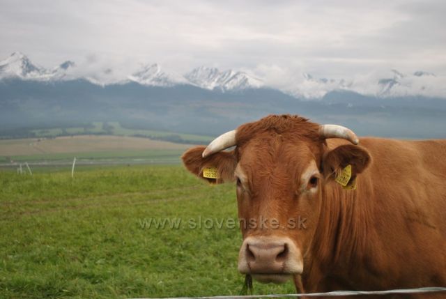 Aj to to sú Vysoké Tatry